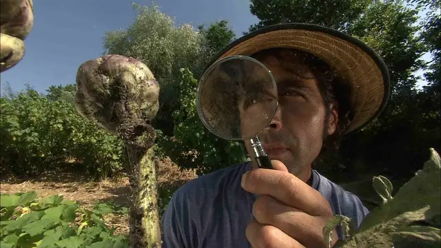 Projections conférences