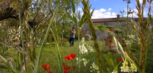 Projections conférences