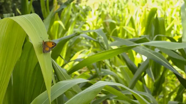 Projections conférences