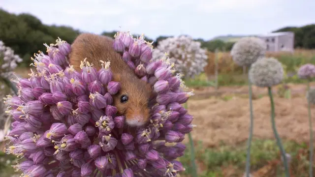 Projections conférences
