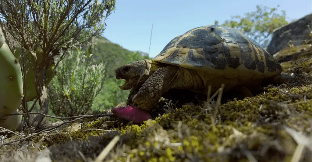 Projections conférences